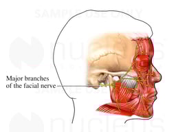 Facial Nerve Innervation