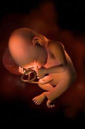 Week 30 in Fetal Development
