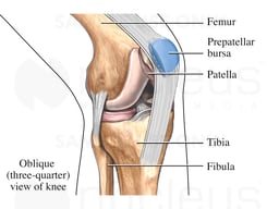 Pre-patellar Bursa