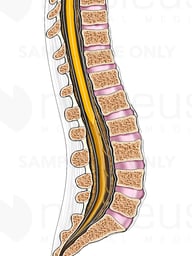 Cutaway View of Spine
