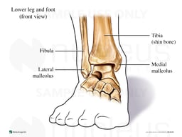 Ankle Bones