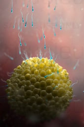 Conception