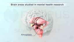 Key Brain Region in Mental Health Research: the Amygdala (Labeled)