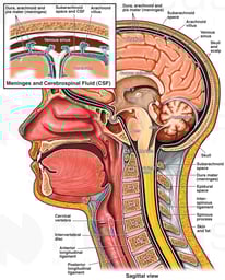 Normal Anatomy of the Brain, Spinal Cord and Meninges