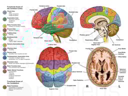 Anatomy and Functional Areas of the Brain