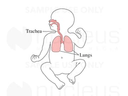 Respiratory System in a Newborn