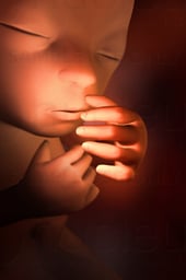 Week 25 in Fetal Development