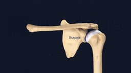 Anatomy of the Scapula Highlighted in the Shoulder Joint
