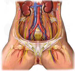 Nerves of the Female Pelvis