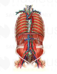 Lymph Nodes of the Posterior Thoracic and Abdominal Walls