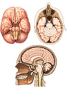 Normal Anatomy of the Brain and Cranium