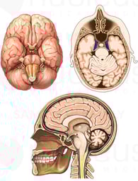 Normal Anatomy of the Brain and Cranium