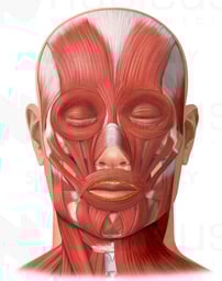 Muscles of the Face
