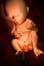 Week 20 in Fetal Development - Gender Determined (Male)