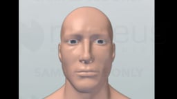 Veins and Arteries of the Head &amp; Neck