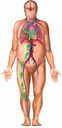 Pathway of Pulmonary Embolism