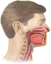 Lateral Head in Cut-away view with Oral Cavity and Pharynx During Swallowing