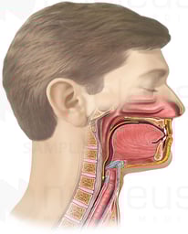Lateral Head in Cut-away view with Oral Cavity and Pharynx During Swallowing