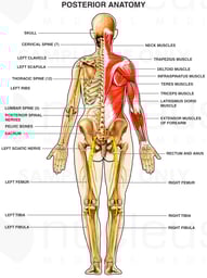 Muscles of the Back-Posterior Anatomy