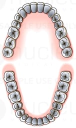 Permanent (Adult) Teeth Diagram
