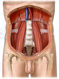 Posterior Abdominal Wall and Psoas Muscles