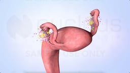 What Hormones Do the Ovaries Make?