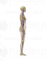 Skeletal and Circulatory Anatomy, Lateral - Female