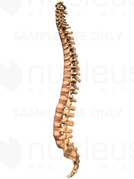 Spinal Column, Lateral View