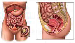 Anatomy of the Female Abdomen and Pelvis