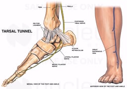 Nerve Supply of the Medial Foot