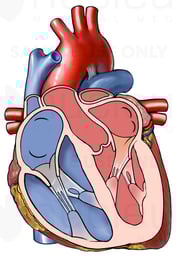 Cut-away View of the Heart