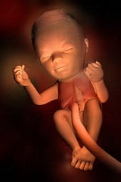 Week 24 in Fetal Development - Lung Development