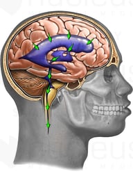 Normal CSF circulation