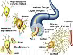 Nerve Cells (Neurons)