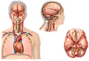 Arteries of the Brain