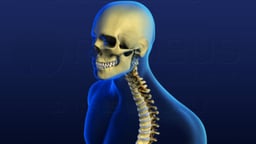 Regions of the Spine - Male Version