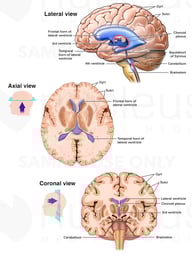 Normal Brain Anatomy
