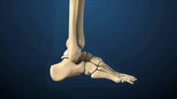 Foot and Ankle Bone Anatomy