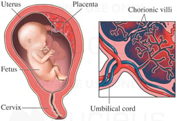 Chorionic Villi of the Placenta