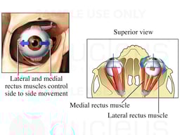 Movements of the Eye, Side to Side