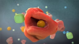 Medication Metabolism