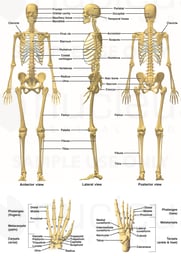 Anatomy of the Skeletal System