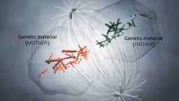 Genetic Material Combination During Fertilization