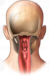 Posterior View of Pharynx (Pharyngeal) Anatomy