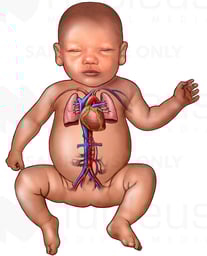Baby with Heart and Lungs: Anterior View