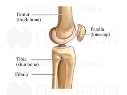 Lateral Knee Bones