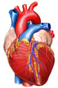 Anatomy of the Heart