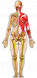 Female Figure with Musculature, Bones, and Nerves: Posterior View