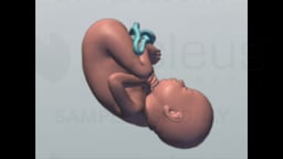 Full-term (40 week old) Fetus