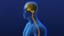 Spinal Cord Orientation - Male Version